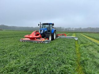 Gras, Gras und noch mehr Gras …